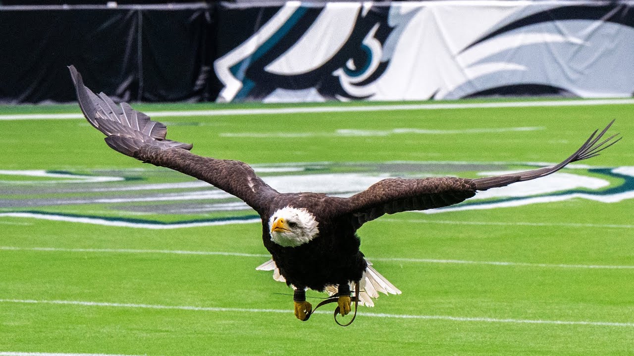 Auburn's live eagle Independence practices pregame flight in ...