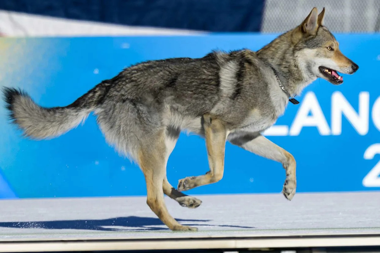 Meet Nazgul, the Speedy Dog Who Crashed a 2026 Winter Olympics Cross-Country Race - Yahoo