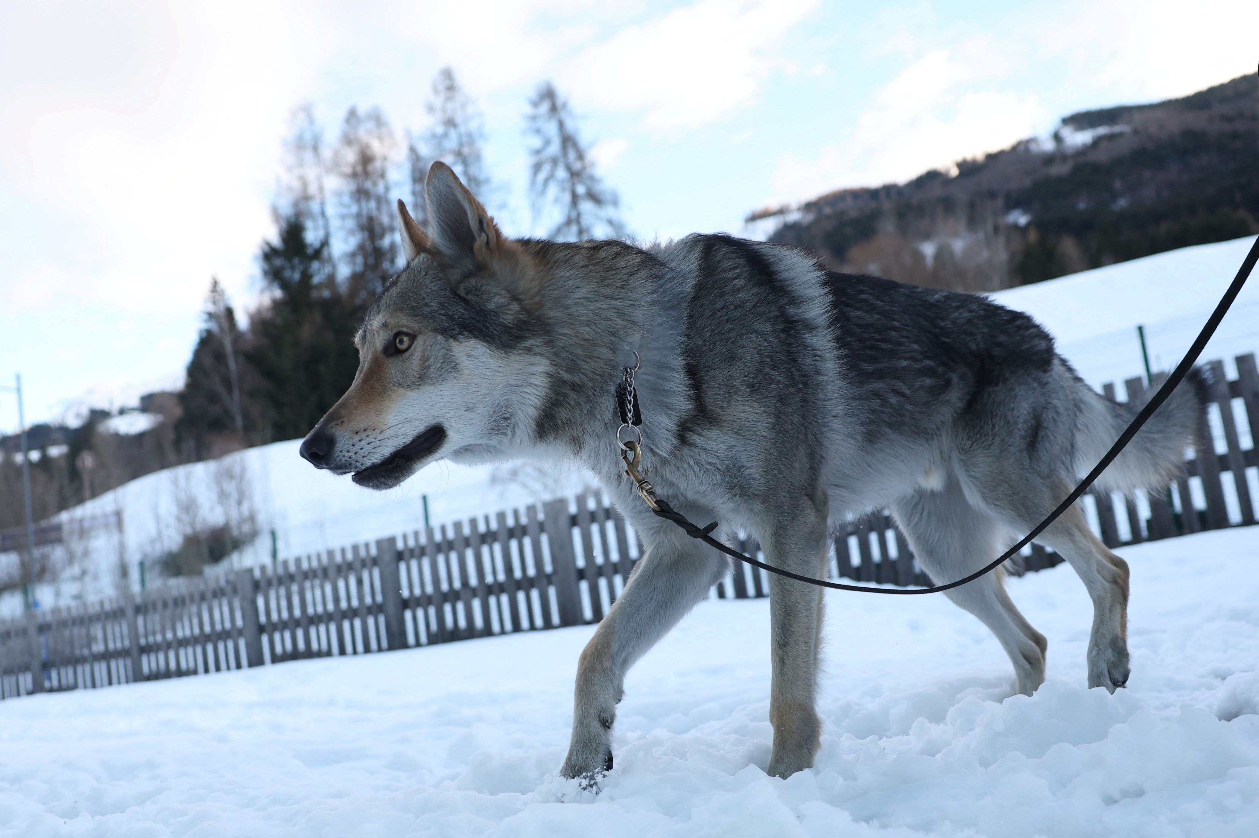 Owners recount panic after wolfdog Nazgul gatecrashes sprint at Olympics | Reuters